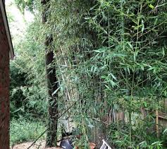 how to remove bamboo
