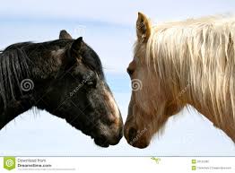 Resultado de imagem para beijo dum cavalo