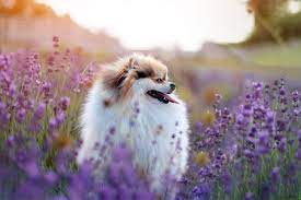 flower names for dogs 45 gorgeous dog