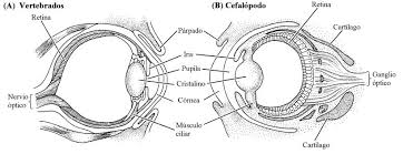 Resultat d'imatges de homologia ojo cefalopodo