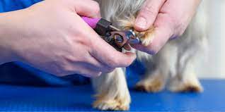 cutting dog s nails how often should