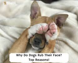 why do dogs rub their face top 11