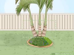 2 Easy Ways To Identify Palm Trees With Pictures