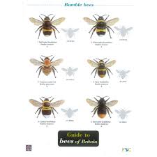 Field Guide Bees Of Britain