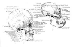 Human And Chimp Skull Comparison Australopithecines