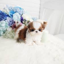 Ready for her new home! Teacup Shih Tzu Puppies For Sale Near Me Petfinder