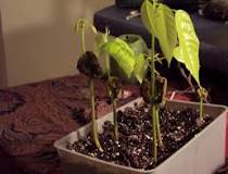 can-i-grow-a-cocoa-tree-in-my-house