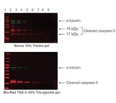 detecting low abundance proteins in