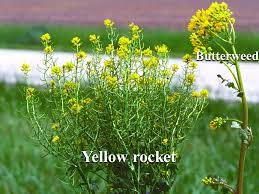Look at the photo above compared to the photo of blue bugle earlier in this article and you will. What Is That Yellow Flowered Plant Farmdoc