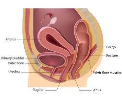 pelvic organ prolapse