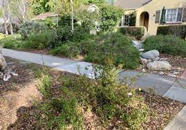 Native Plant Landscaping In Residential