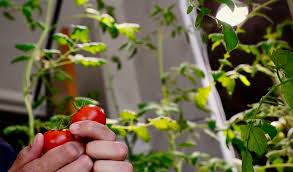 grow an indoor vegetable garden
