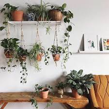This hanging flower plant features furry green leaves with a purple midrib. The Best 9 Indoor Hanging Plants Even A Beginner Won T Kill Posh Pennies