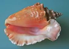 What part of the conch do you eat?