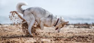 why do dogs dig why they dig in dirt