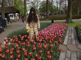 are the famous tulips keukenhof gardens