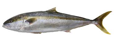 kingfish fish species of new zealand