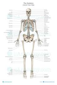 In your anatomy & physiology lecture and lab class, you will be required to name each individual bone in the human body. Human Skeleton Anatomy Chart Human Anatomy Poster Skeleton