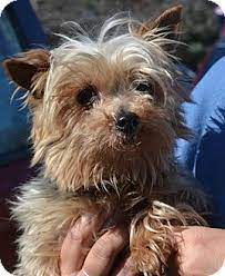 Searching for puppies for sale near you? Clarkston Mi Yorkie Yorkshire Terrier Meet Lee Lee A Dog For Adoption Yorkie Yorkshire Terrier Yorkshire Terrier Dog Adoption