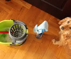pet safe from common household cleaners