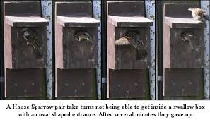 Nest Boxes Articles Fraser Valley