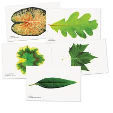 leaf shapeargins montessori