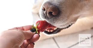 While there aren't any major dangers when cats eat. Can Dogs Eat Strawberries The Honest Kitchen Blog