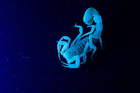 blue scorpion wallpapers top free