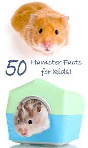 Hamsters are most active at dawn and dusk, which can be frustrating for children who want to play with them during the day. 50 Amazing Hamster Facts For Kids Everything You Want To Know