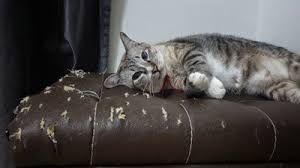 While a protective layer might not stop your cat from trying to shred the back of your favorite chair, it's a great way to. How To Stop Cats From Scratching Leather Furniture A Complete Guide