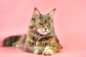 maine breed profile cat world