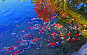 100 live koi fish wallpapers