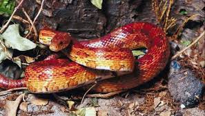 How Long Does The Average Corn Snake Grow Animals Mom Me