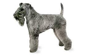 We have owned kerries since 1956. Kerry Blue Terrier Dog Breed Information Pictures Characteristics Facts Dogtime