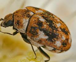 carpet beetle longhorn termite pest