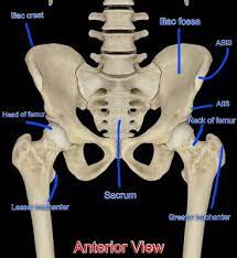 Palpation is the process of using one's hand or fingers to identify a disease or injury of the body or the location of pain. Bony Points Of The Hip Region Musculoskeletal Portfolio