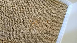 bleach stain repairs carpet dye kits