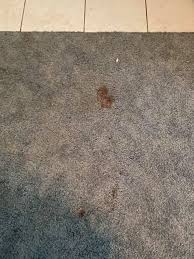 how to remove blood from carpet howtowise