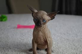 Find cats and kittens for sale, near you and across australia. Adoption Prices Purrbastet Sphynx Bambino Elf S