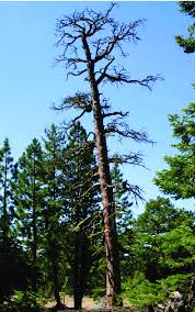 We did not find results for: Large Standing Dead Trees Snags Are Characteristic Of Old Forests And Download Scientific Diagram