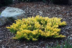 juniperus horizontalis gold strike