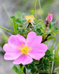 207 Best Saskatchewan Wildflowers Images Banks Wildflowers