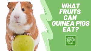 what fruits can guinea pigs eat and