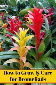 how to grow and care for bromeliads