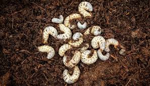 got garden grubs here is why how to