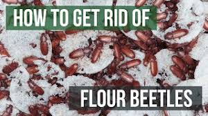 how to get rid of flour beetles 4 easy