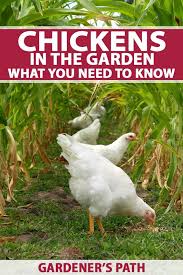Simply save your leftover orange, lemon, and lime peels. Chickens In The Garden What You Need To Know Gardener S Path