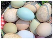 How many types of eggs are there?