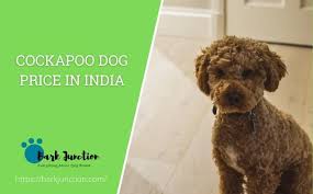 apoo dog in india feeding