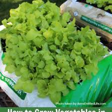 How To Grow Vegetables In Garden Soil Bags
